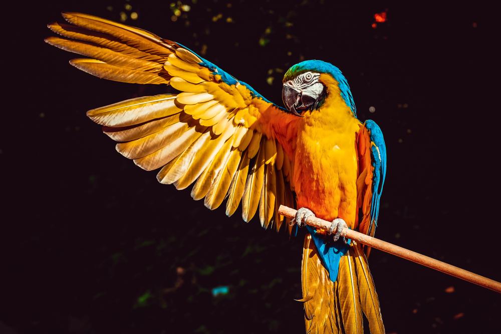 Taiwan: Bird owner ordered to pay US$91,350 to doctor injured by pet