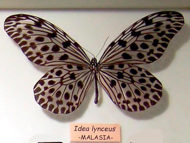 Taman Rama-rama dan Reptilia Melaka kembali biakkan Idea Lynceus
