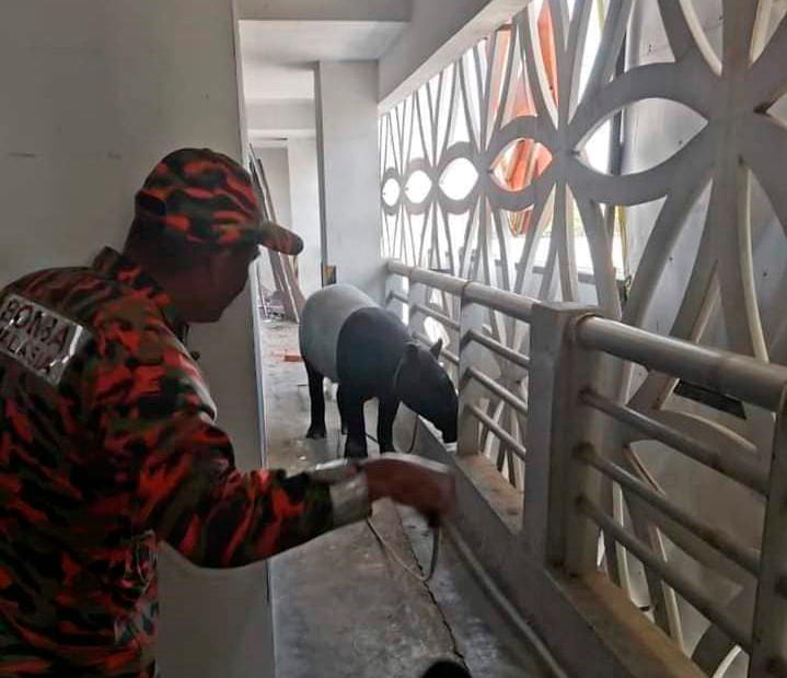 Tapir sesat di tingkat lima parkir hotel ditangkap, dibawa ke Zoo Melaka Tapir sesat di tingkat lima parkir hotel ditangkap, dibawa ke Zoo Melaka