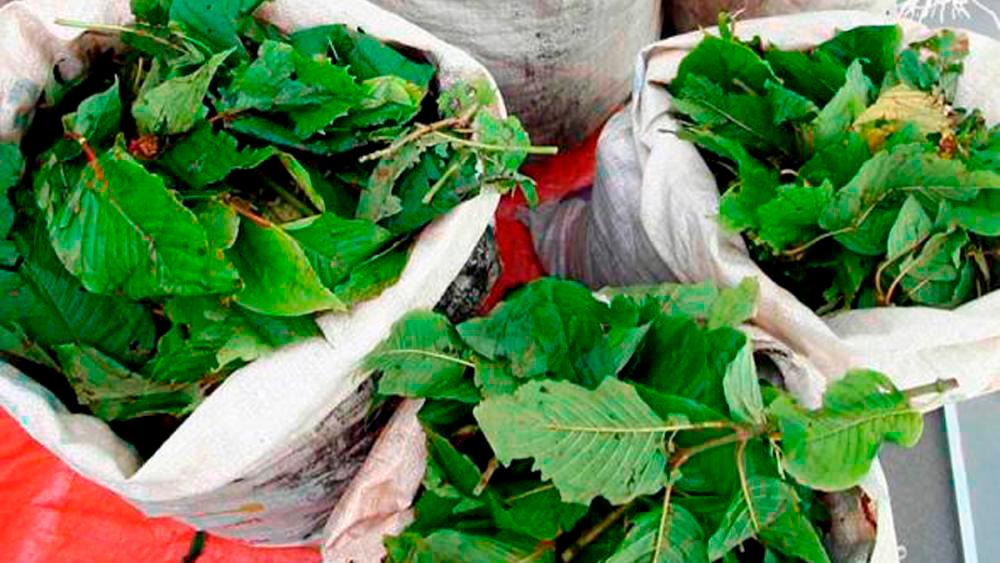 Teenager held, 201kg of ketum leaves seized