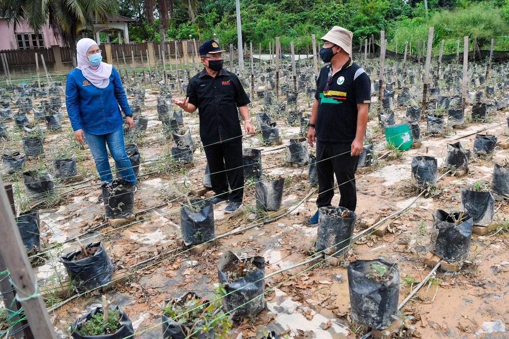 Temerloh farmers lose over RM120,000 of vegetables, fish
