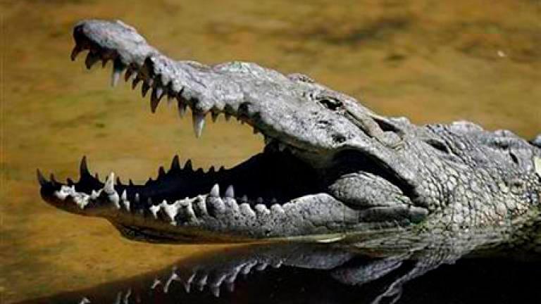 Terengganu Perhilitan to set traps after re-emergence of croc 'Mamat'
