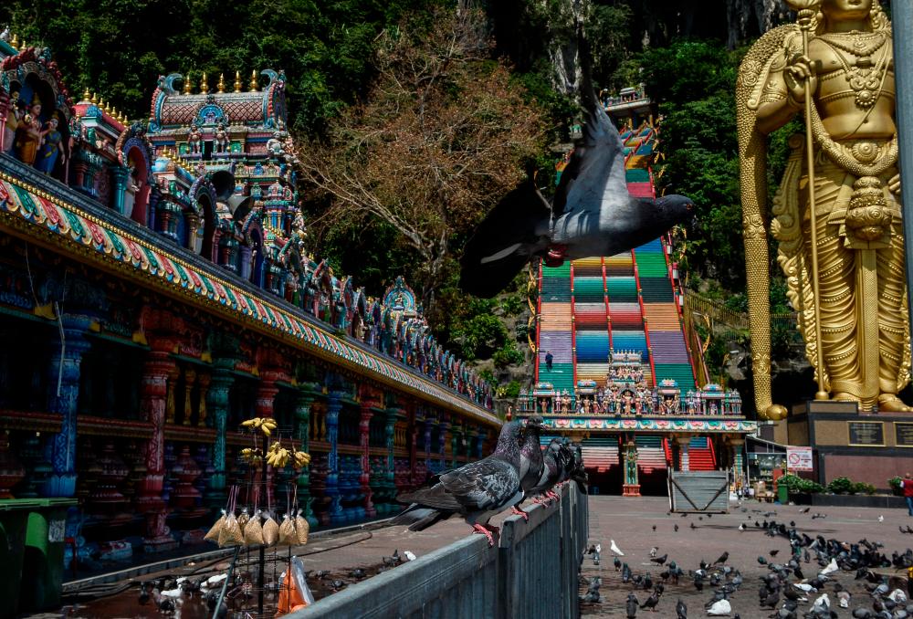 Thaipusam: Over 1,000 volunteers to assist Batu Caves temple ensure SOP compliance Thaipusam: Over 1,000 volunteers to assist Batu Caves temple ensure SOP compliance