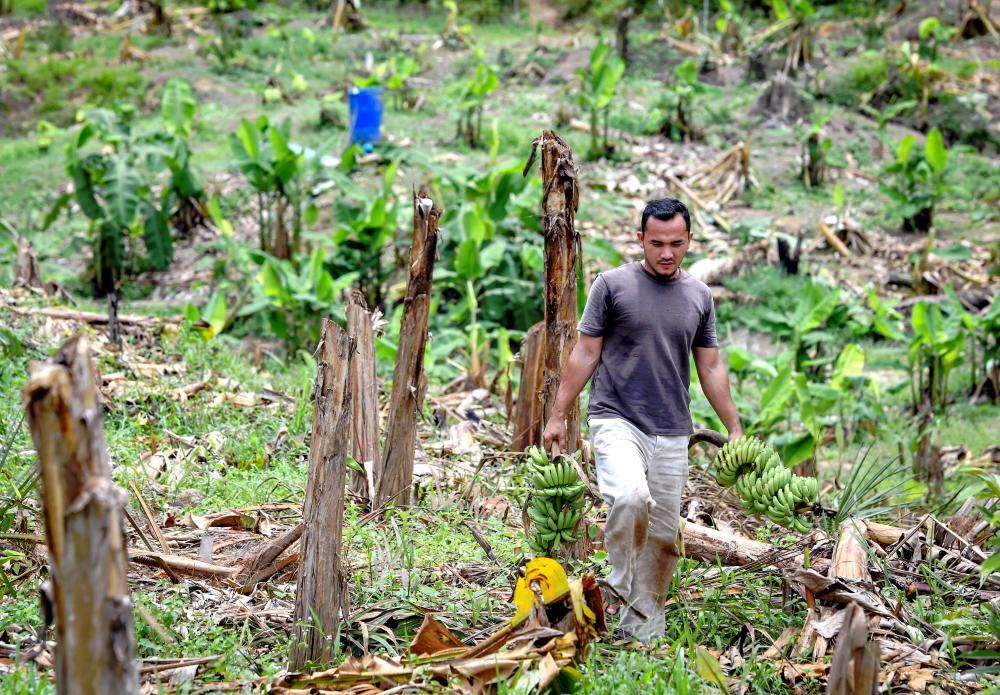 Tiga Pos Orang Asli di Gua Musang bimbang ancaman gajah liar sejak minggu lepas