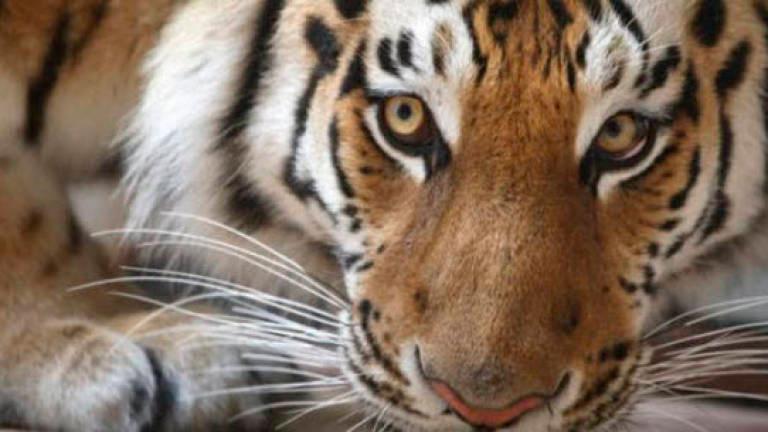 Tiger attack: Terengganu govt to give consolation payment to livestock breeders Tiger attack: Terengganu govt to give consolation payment to livestock breeders