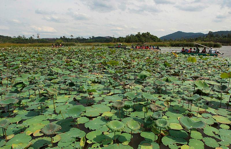 Tindakan lebih agresif perlu untuk pulihkan Tasik Chini: Tengku Hassanal