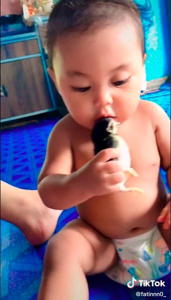 Toddler tries to take a bite out of a little chick Toddler tries to take a bite out of a little chick