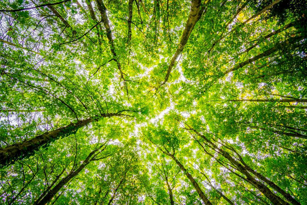 Tree care, management in urban areas needs involvement of all parties - FRIM
