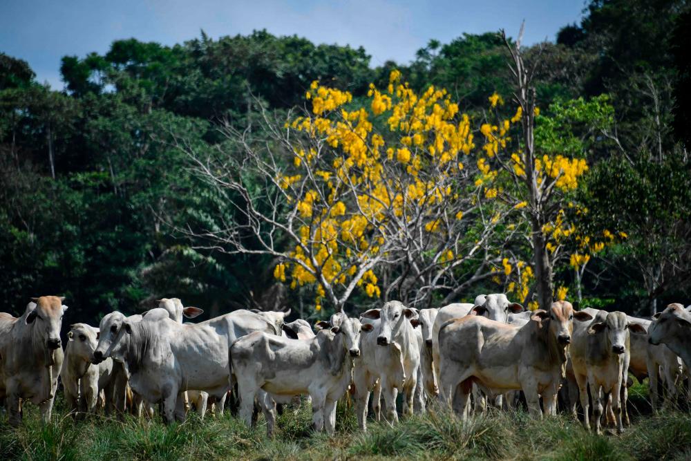 Two atypical cases of mad cow disease detected in Brazil