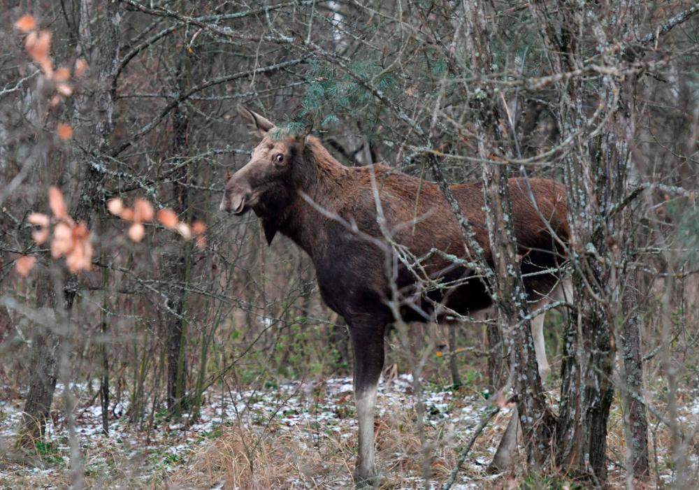 Ukraine seeks World Heritage status for Chernobyl Ukraine seeks World Heritage status for Chernobyl