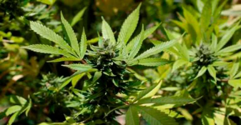 UniMAP becomes first public university to conduct research on hemp cultivation UniMAP becomes first public university to conduct research on hemp cultivation