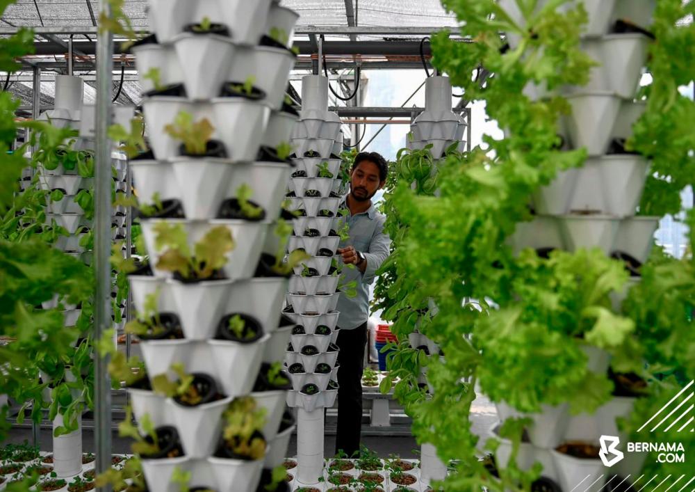 Urban farming the way forward for food security Urban farming the way forward for food security
