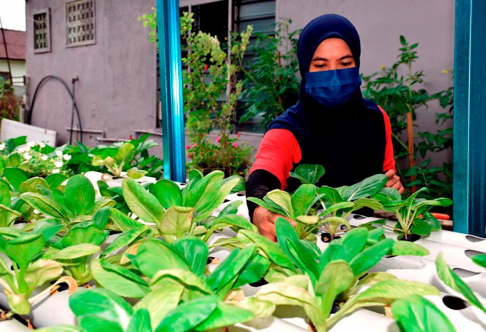 Urban farms hold key to food security Urban farms hold key to food security