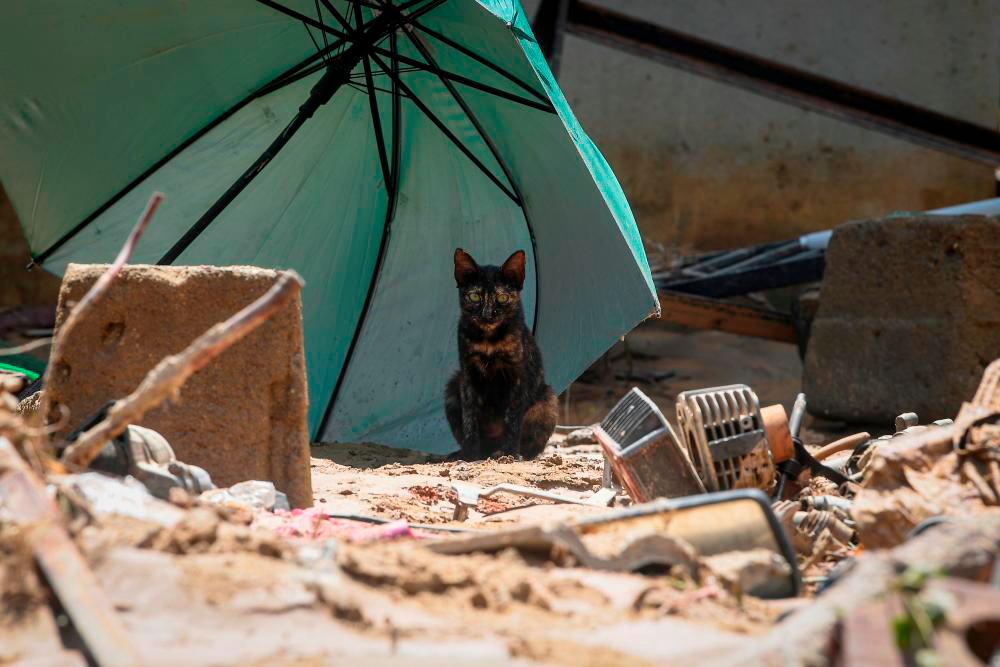 Vietnam police find 2,000 dead cats intended for traditional medicine