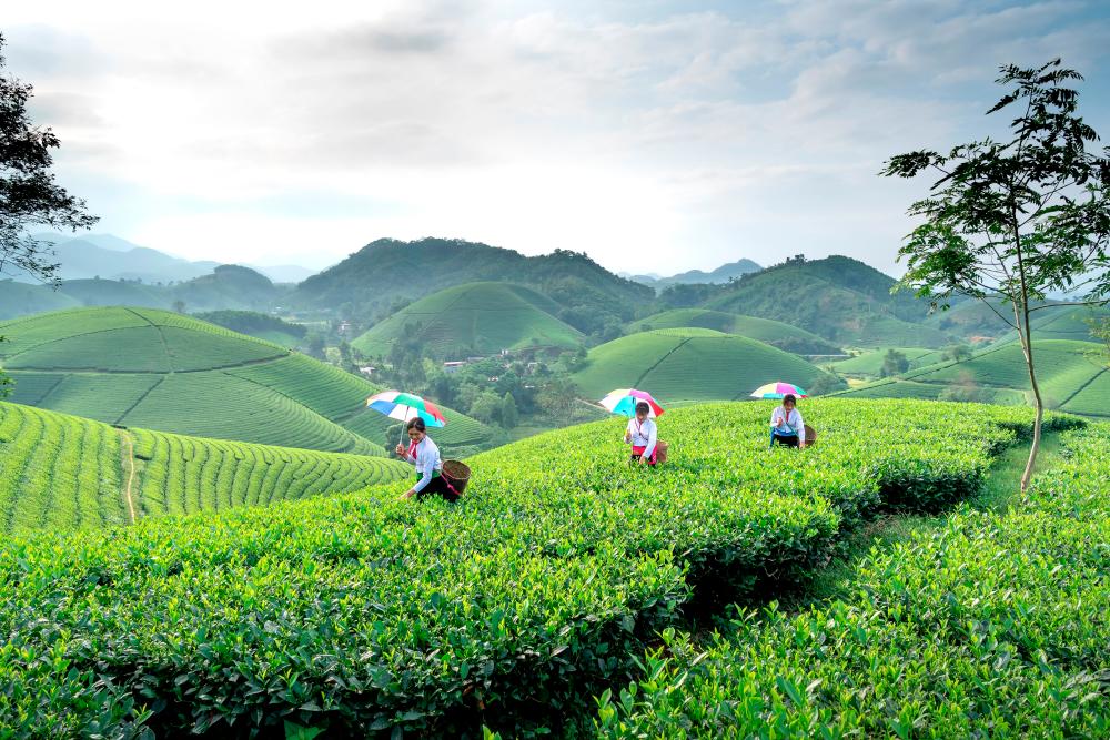 Vietnam ranks 7th worldwide in tea production