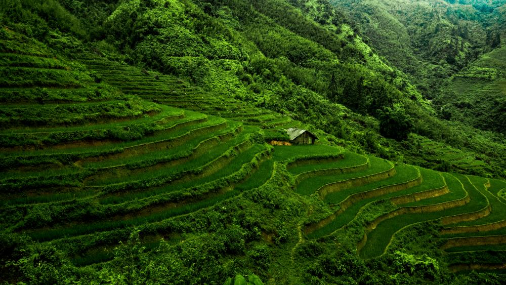 Vietnam to replant 107,000 hectares of coffee by 2025 Vietnam to replant 107,000 hectares of coffee by 2025