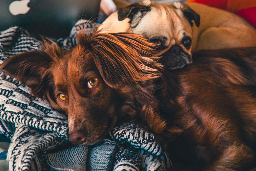 Where to adopt pets in Malaysia Where to adopt pets in Malaysia