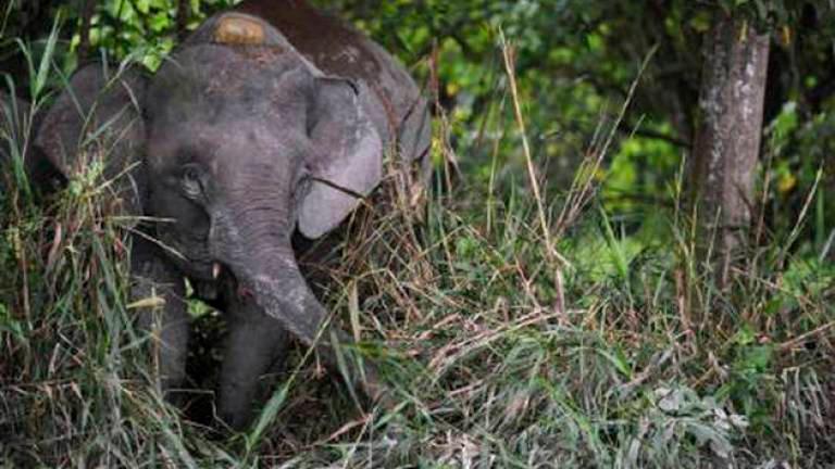 Wild elephants rampaging Orang Asli plantation near Gua Musang Wild elephants rampaging Orang Asli plantation near Gua Musang