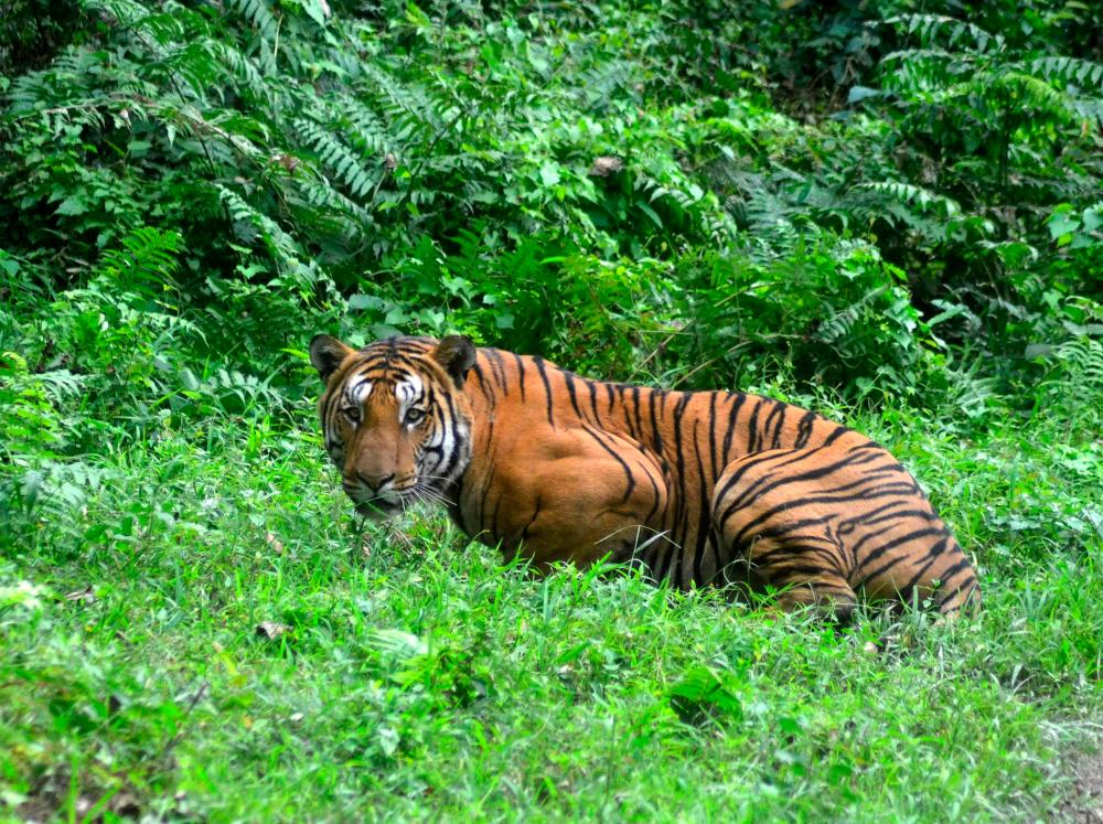 Wild tiger numbers higher than previously thought