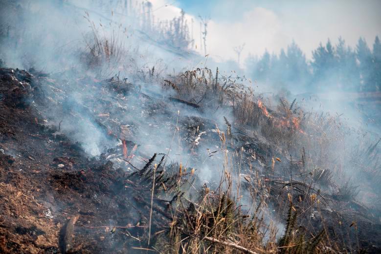 Wildfires raze dozens of homes in New Zealand