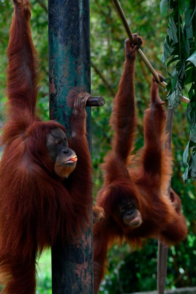 Wildlife sponsorship