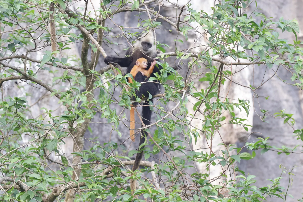 Tech-Driven Restoration: Saving the World's Critically Endangered White-headed Langur