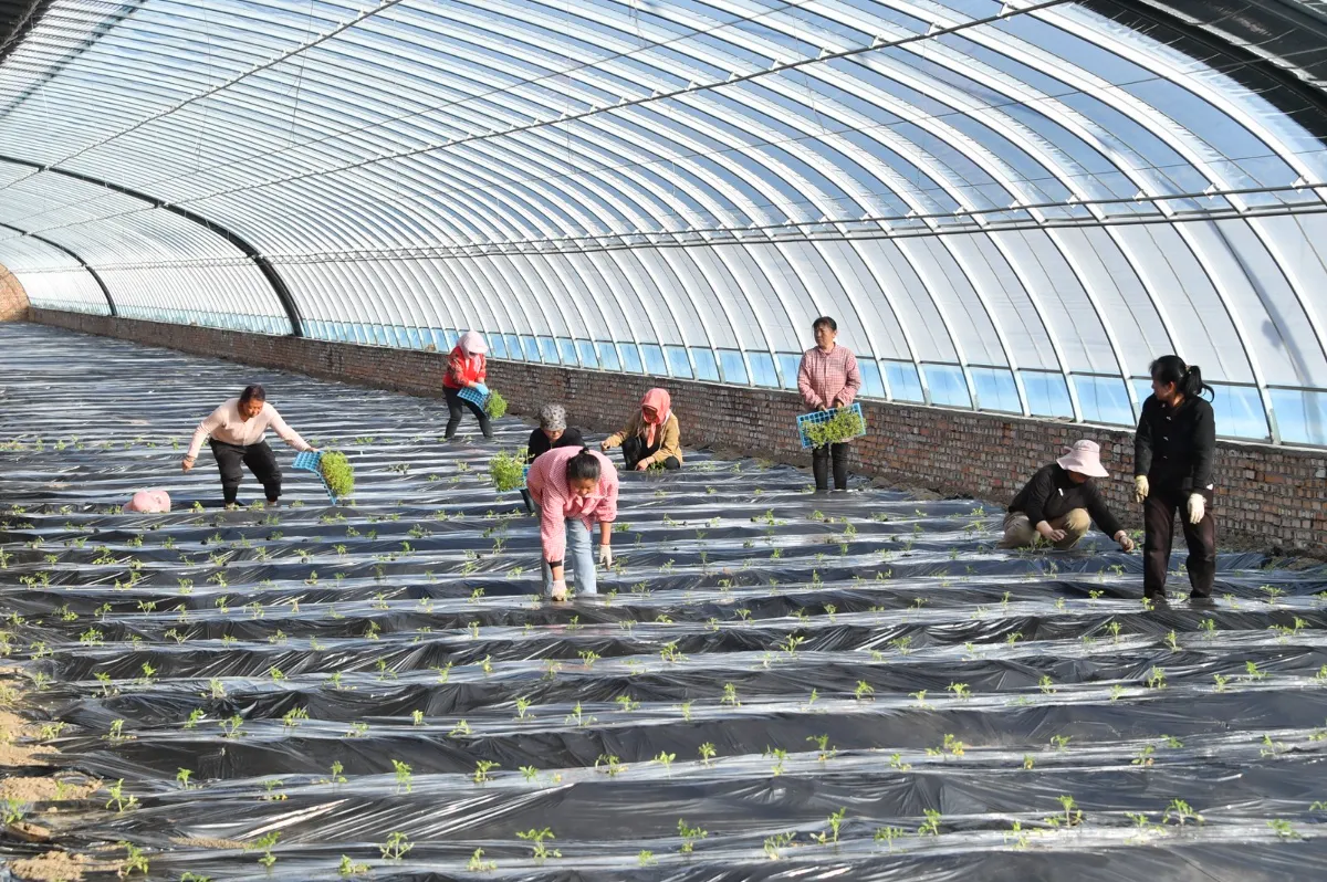 1-4 From coal mining to agriculture: an ecological initiative at a Chinese coal mine