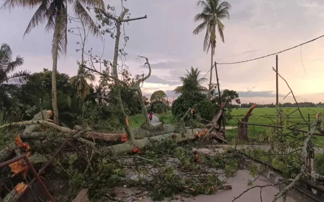 Heavy rain causes four fallen trees within an hour in Hilir Perak Heavy rain causes four fallen trees within an hour in Hilir Perak
