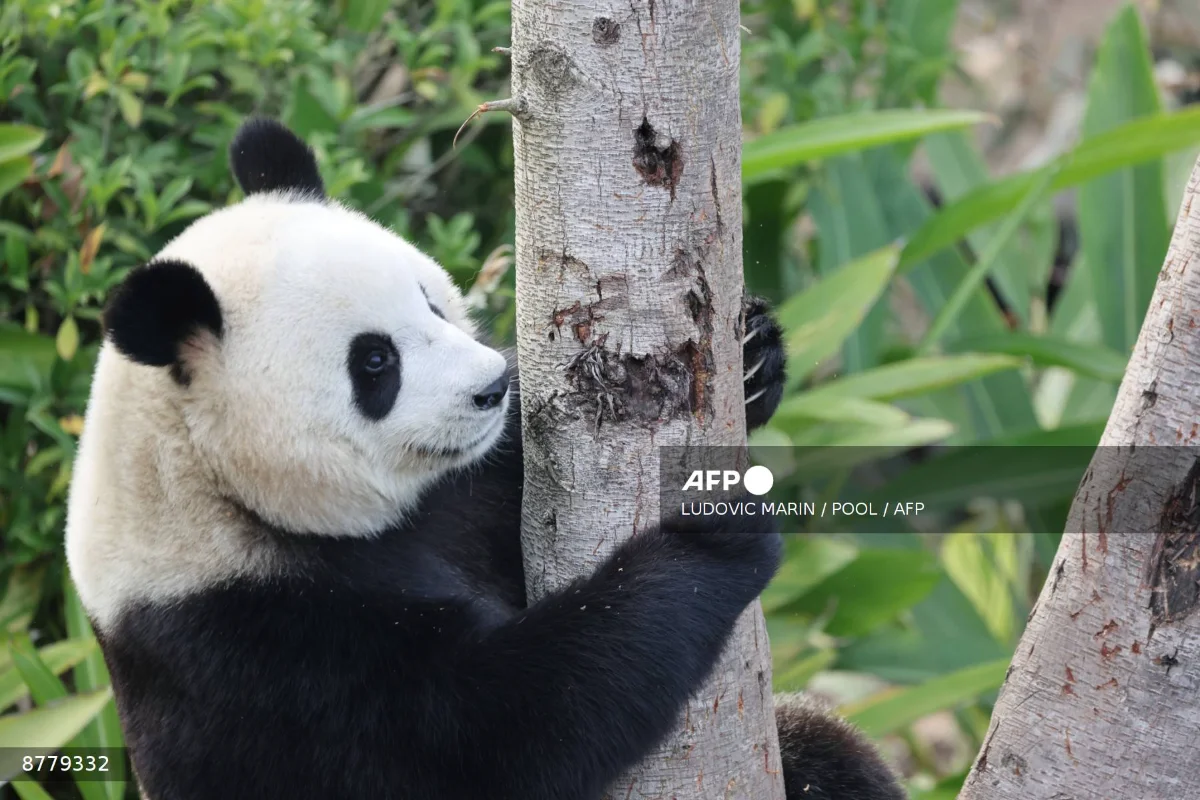 Chinese panda pair headed to US zoo Chinese panda pair headed to US zoo