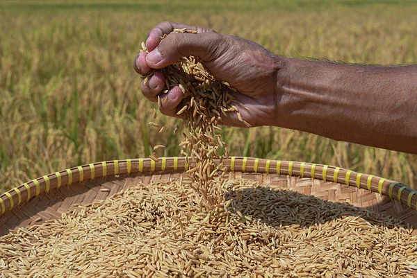 Government boosts aid for farmers facing rising fuel costs Government boosts aid for farmers facing rising fuel costs