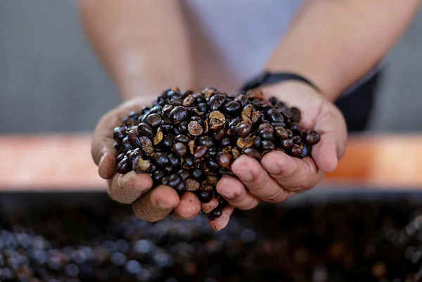 Malaysian palm oil demand surges amid global energy crisis Malaysian palm oil demand surges amid global energy crisis
