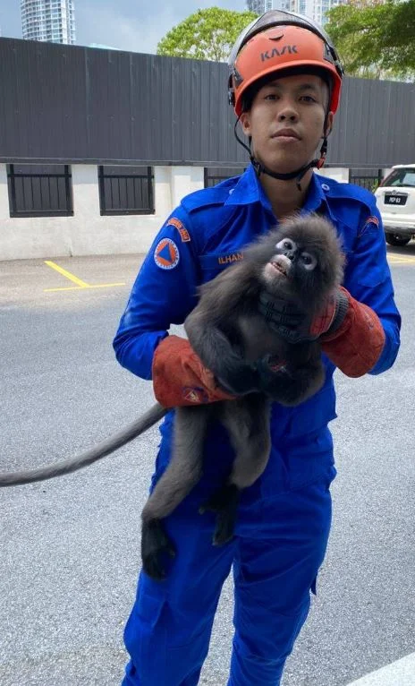 Monkey 1 Viral video captures APM’s chaotic yet compassionate rescue of Silvery lutung in Penang