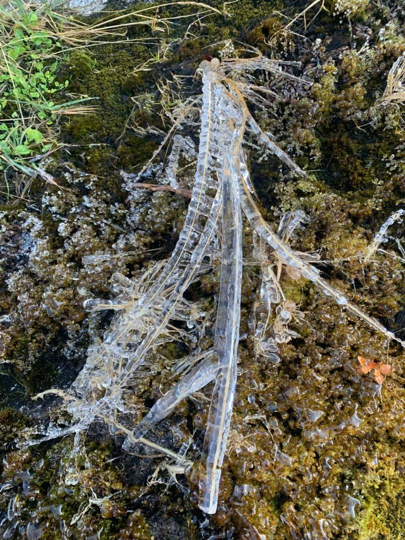 Sabah Parks monitors ice formation on Mount Kinabalu