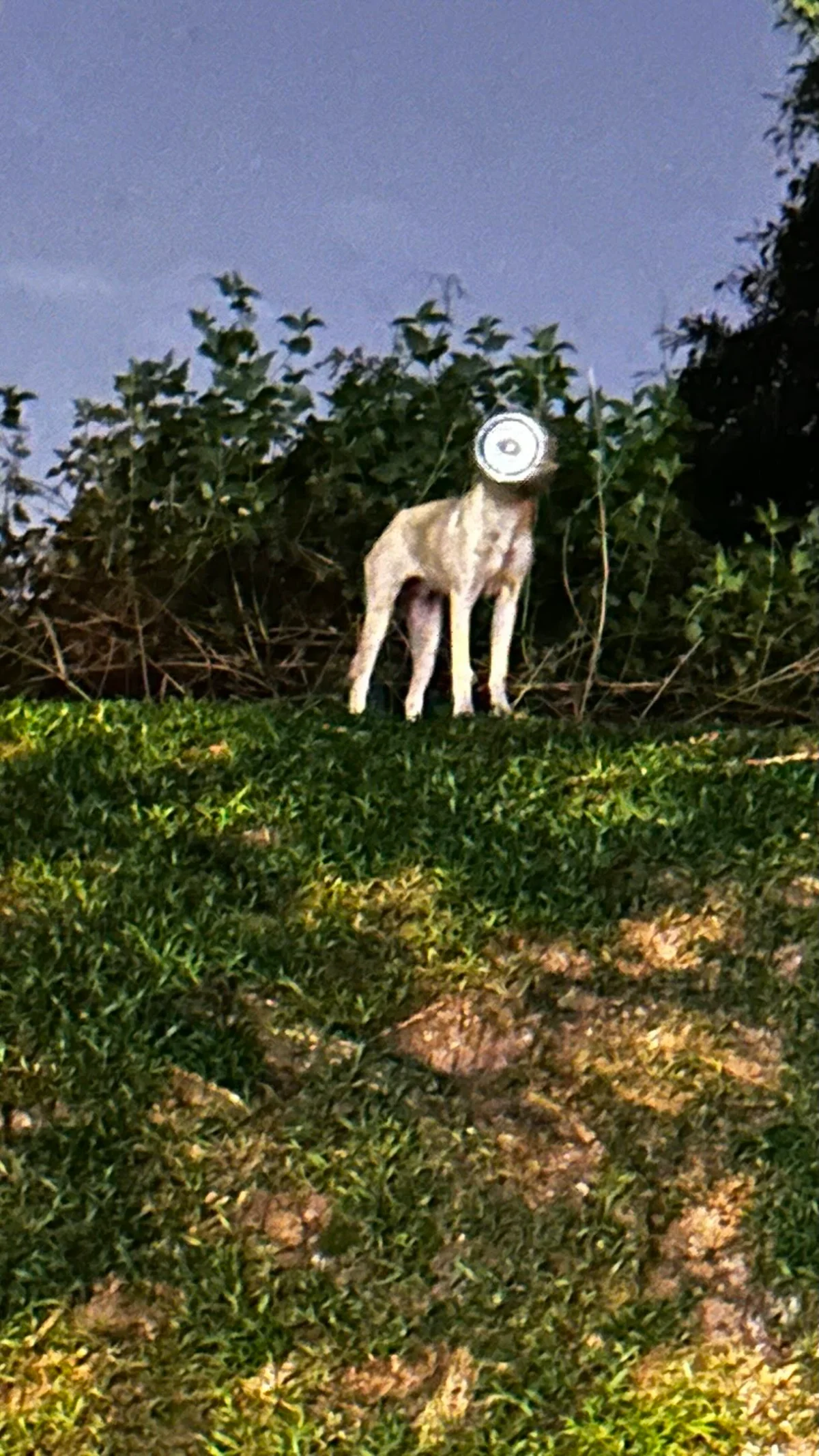 Concern grows for dog with container trapped on head