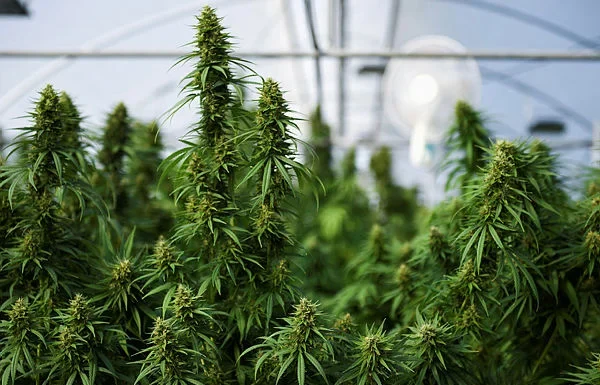 US to loosen marijuana rules in major shift for $47 billion industry