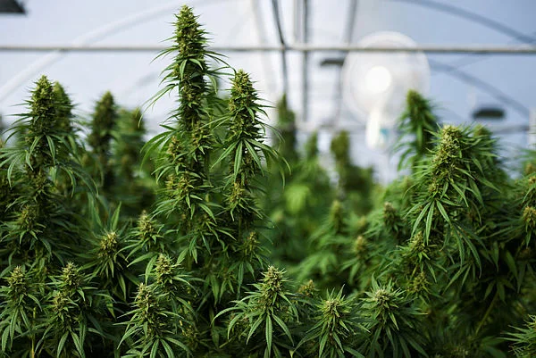 US to loosen marijuana rules in major shift for $47 billion industry