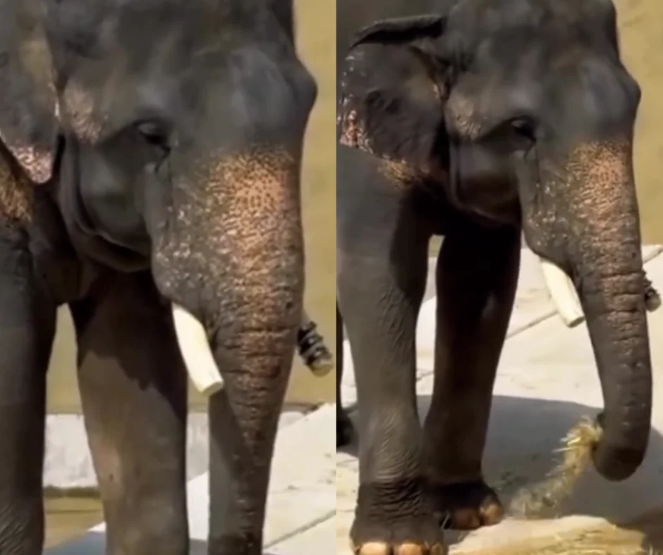The ‘weeping’ elephants of Osaka: Why Malaysians are tagging the PMX in a global rescue bid