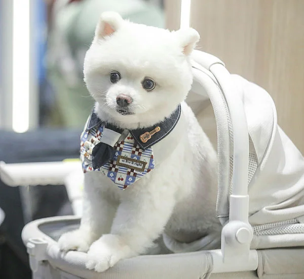 Young couples drive dog ownership in Malaysia