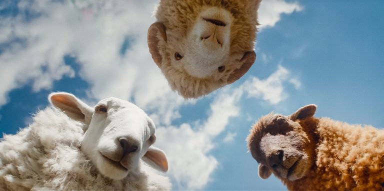 The Sheep Detectives: Plot, cast and release