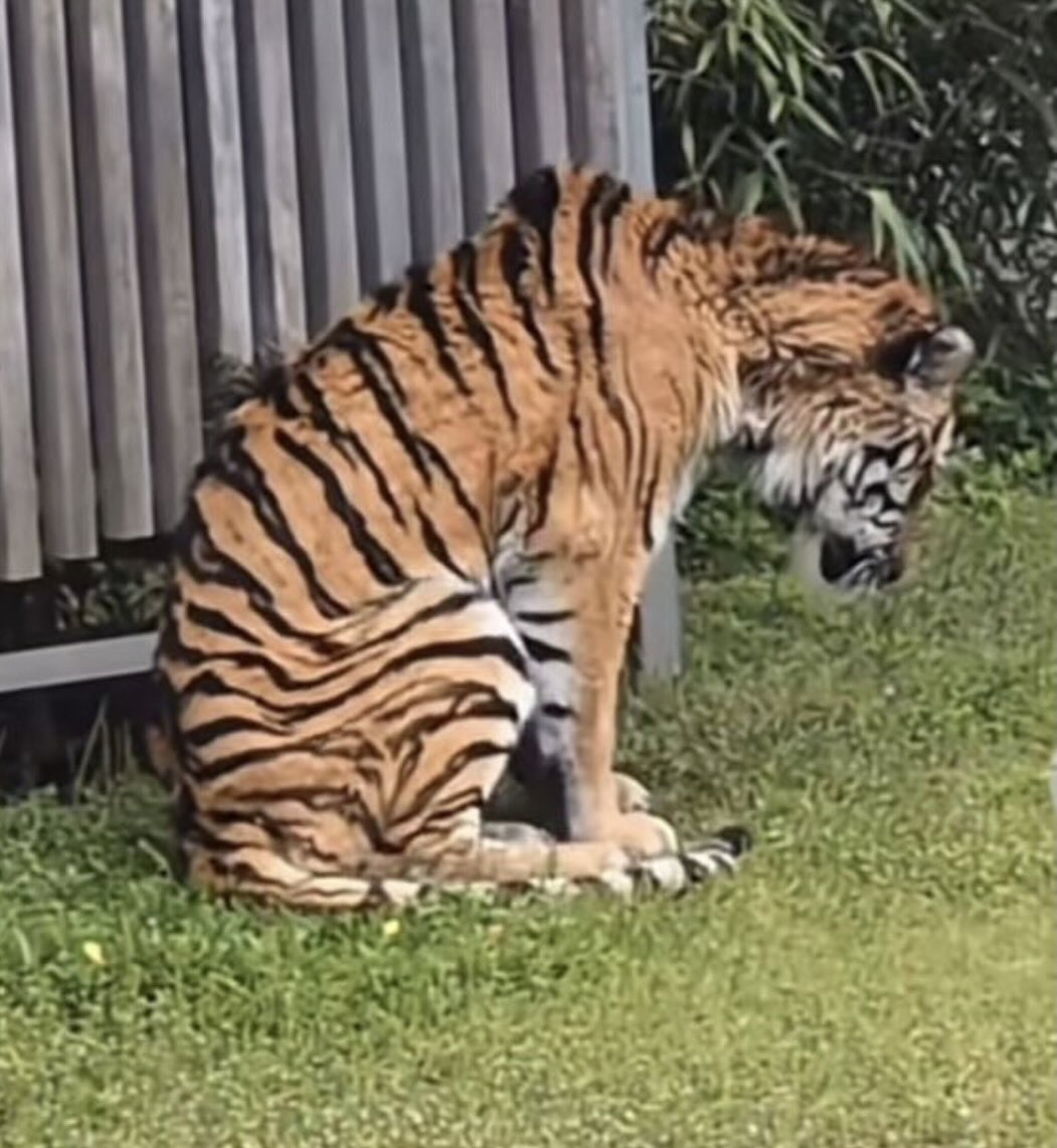 Claims of Malayan tiger in Japan zoo false - PERHILITAN Claims of Malayan tiger in Japan zoo false - PERHILITAN