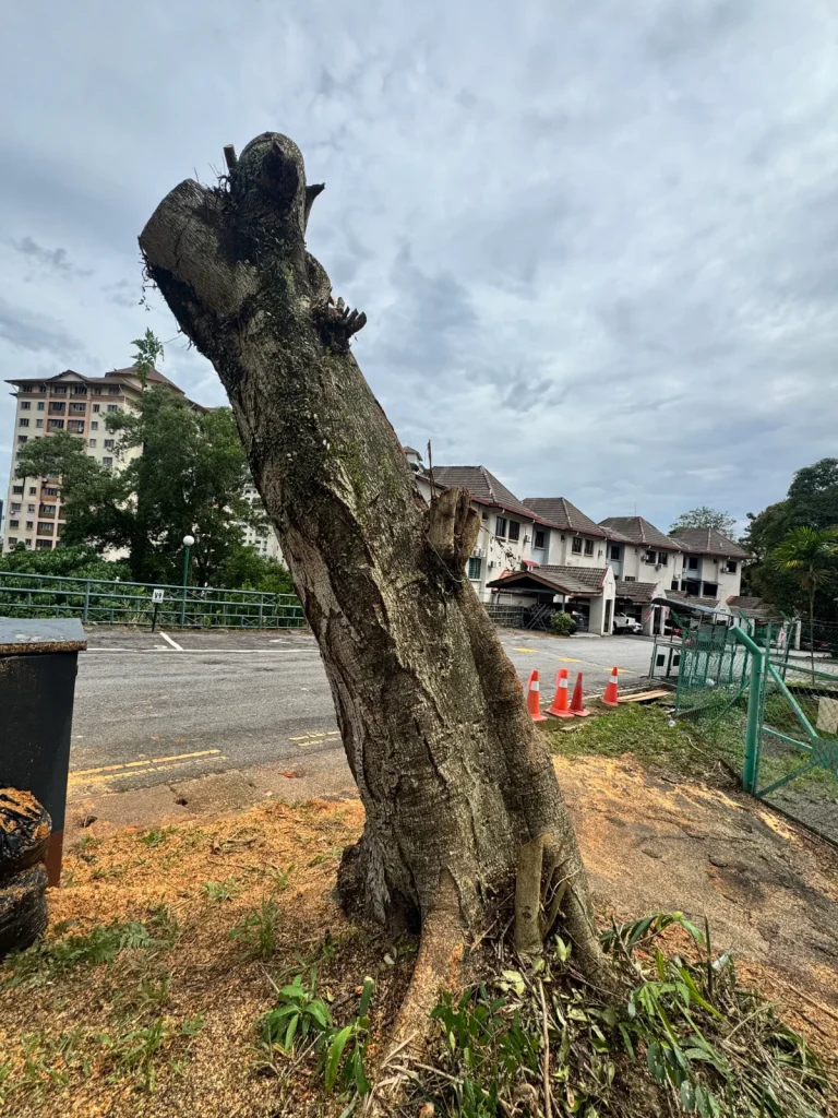 Netizen mourns removal of 30-year-old tree cut down for “public safety”, triggering debate on urban tree management
