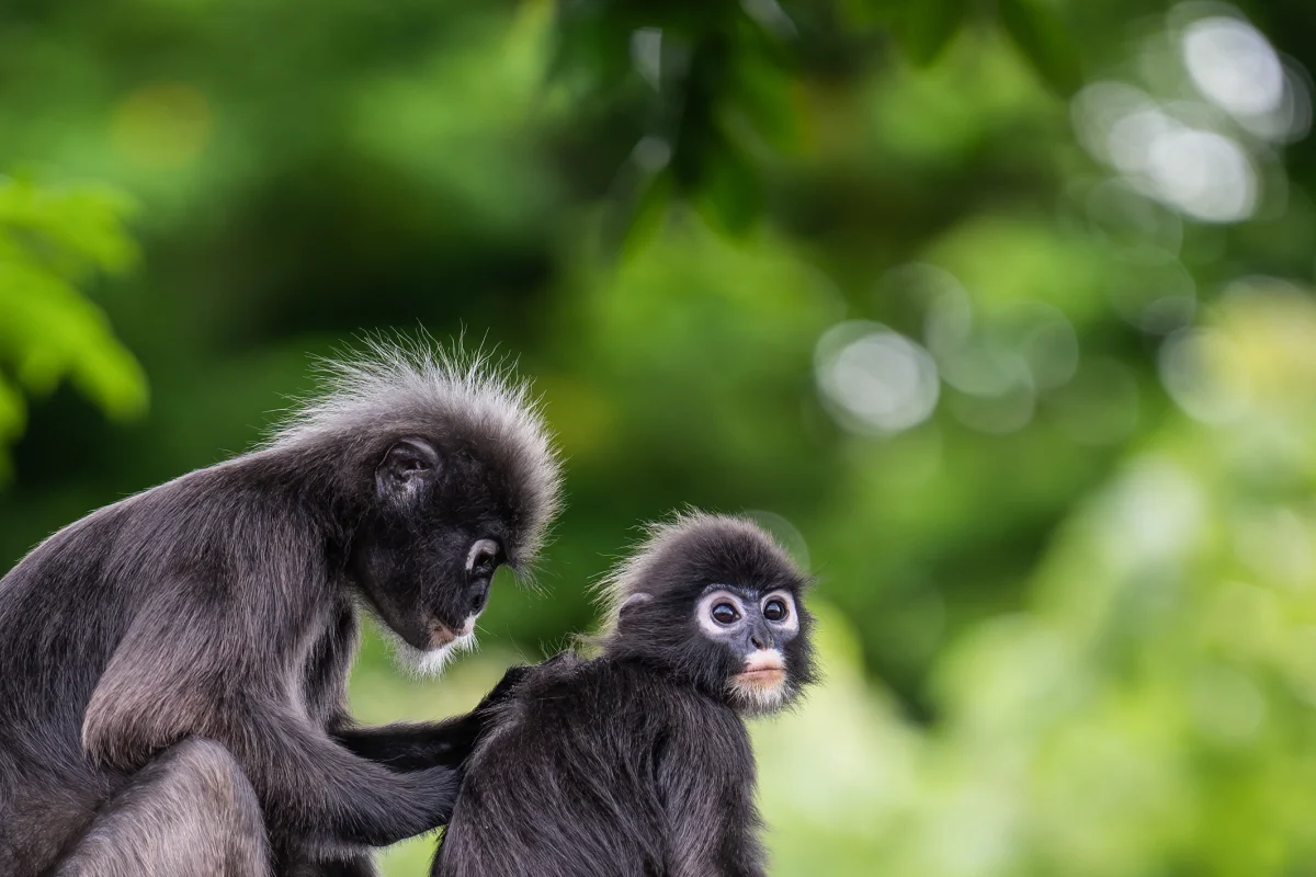 Sky bridges and citizen science protect Malaysia’s langurs