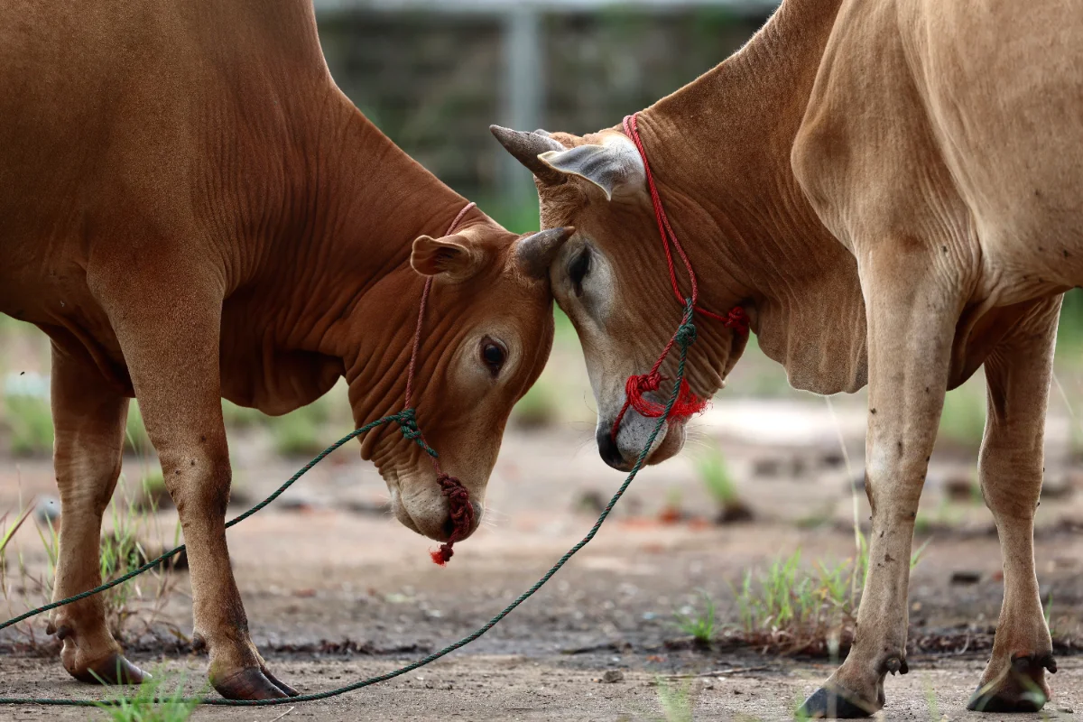 Army foils cattle smuggling attempt in Kelantan Army foils cattle smuggling attempt in Kelantan