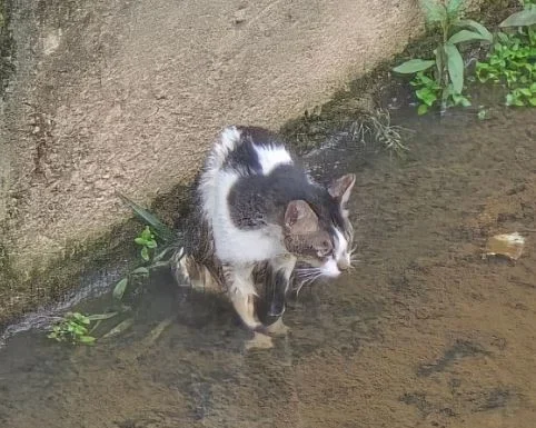 How firefighters used a simple bucket to save a frightened cat from a deep drain