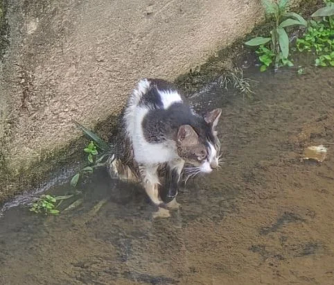 How firefighters used a simple bucket to save a frightened cat from a deep drain