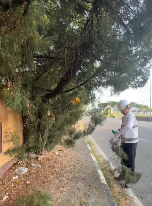 Concerned local man trims overgrown trees on sidewalk in Kota Bharu Concerned local man trims overgrown trees on sidewalk in Kota Bharu