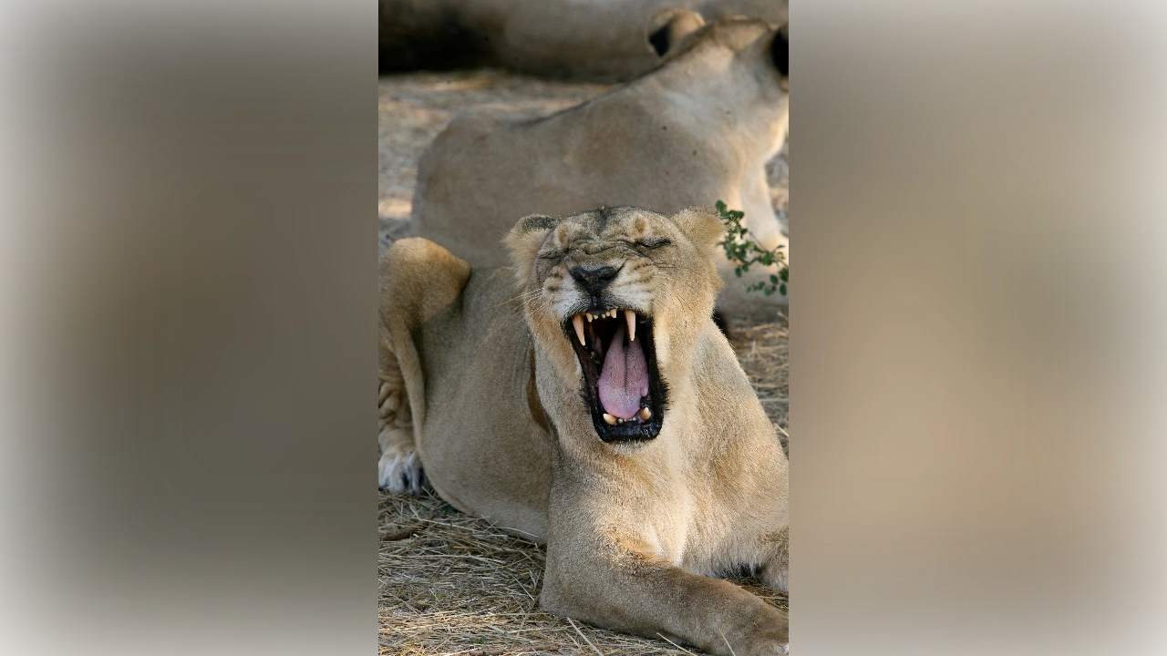 Eight Asiatic lion cubs die in India's Gir forest Eight Asiatic lion cubs die in India's Gir forest