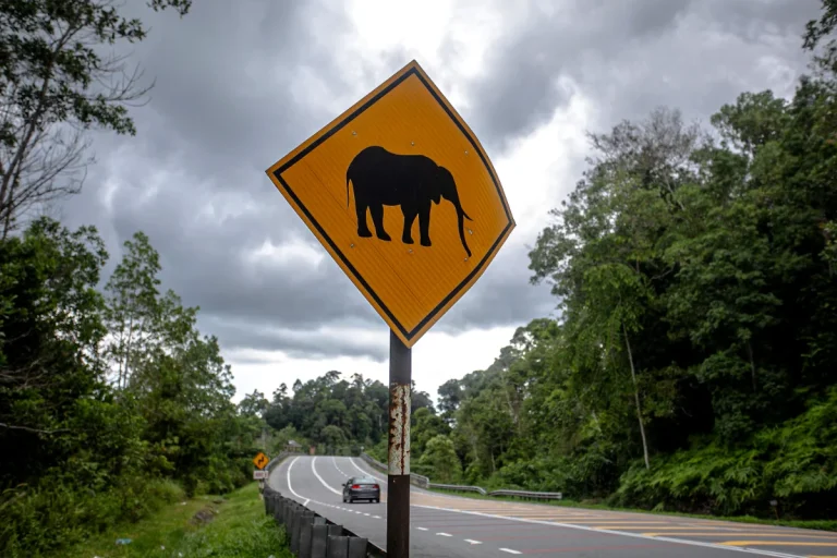 Volunteer urges motorists to avoid night travel on east-west highway over wildlife risks