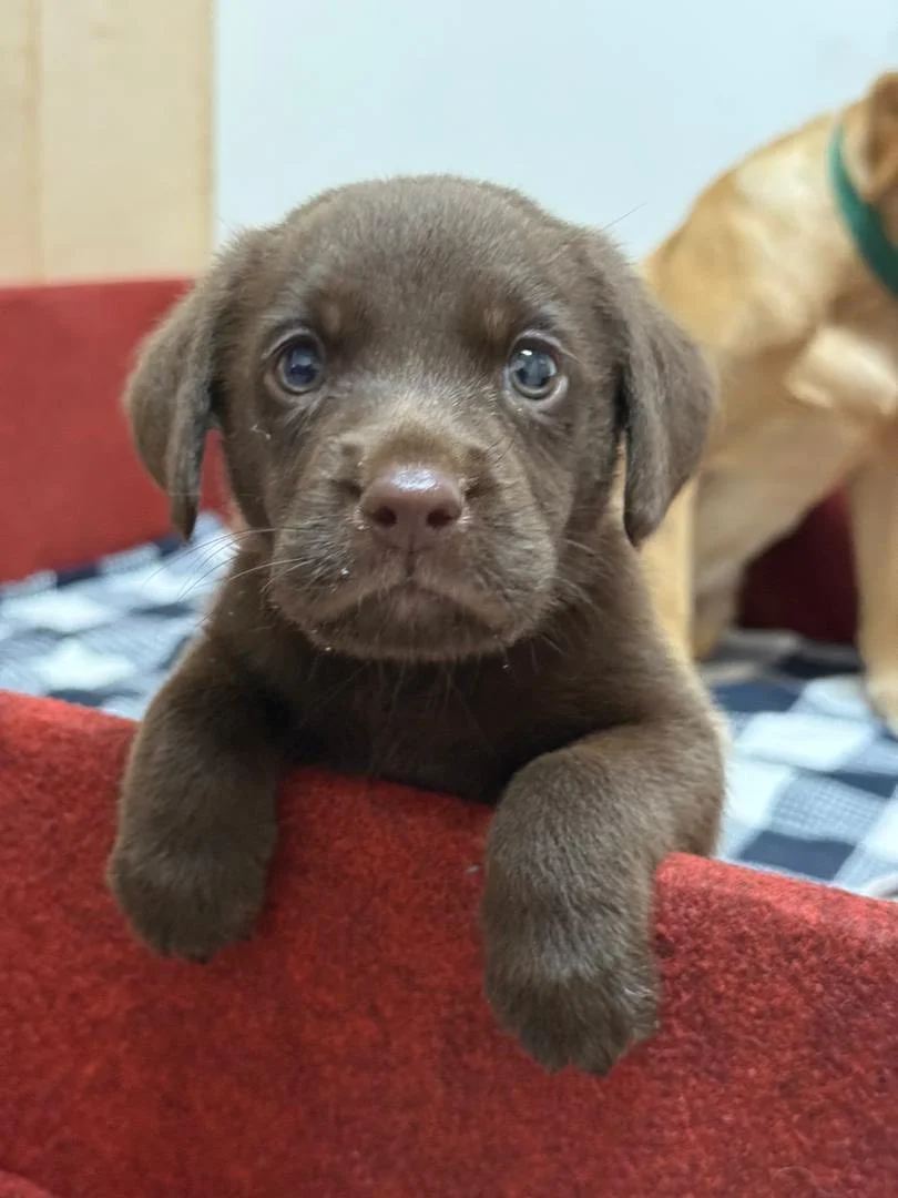 Firefighters welcome new K9 puppy named Brave