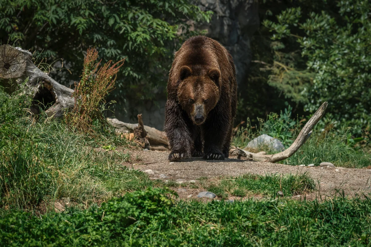 Japan confirms first fatal bear attack of 2026, with two more suspected